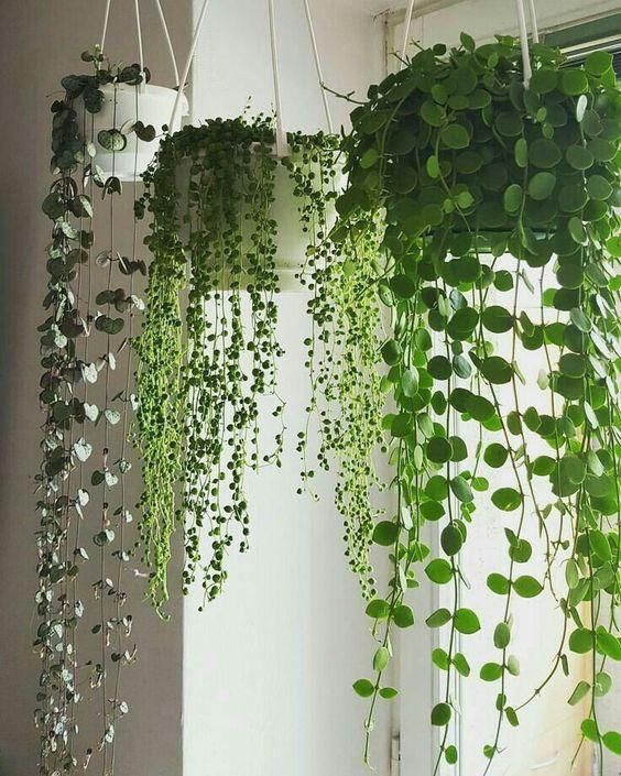 10 formas de decorar con plantas colgantes perfectas para tu hogar