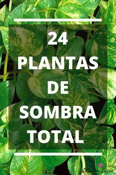 24 Plantas de Sombra Total para Cultivar dentro de Casa