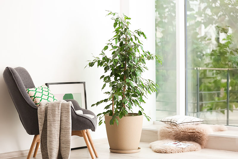 Estas son las mejores plantas de interior para decorar tu espacio de trabajo
