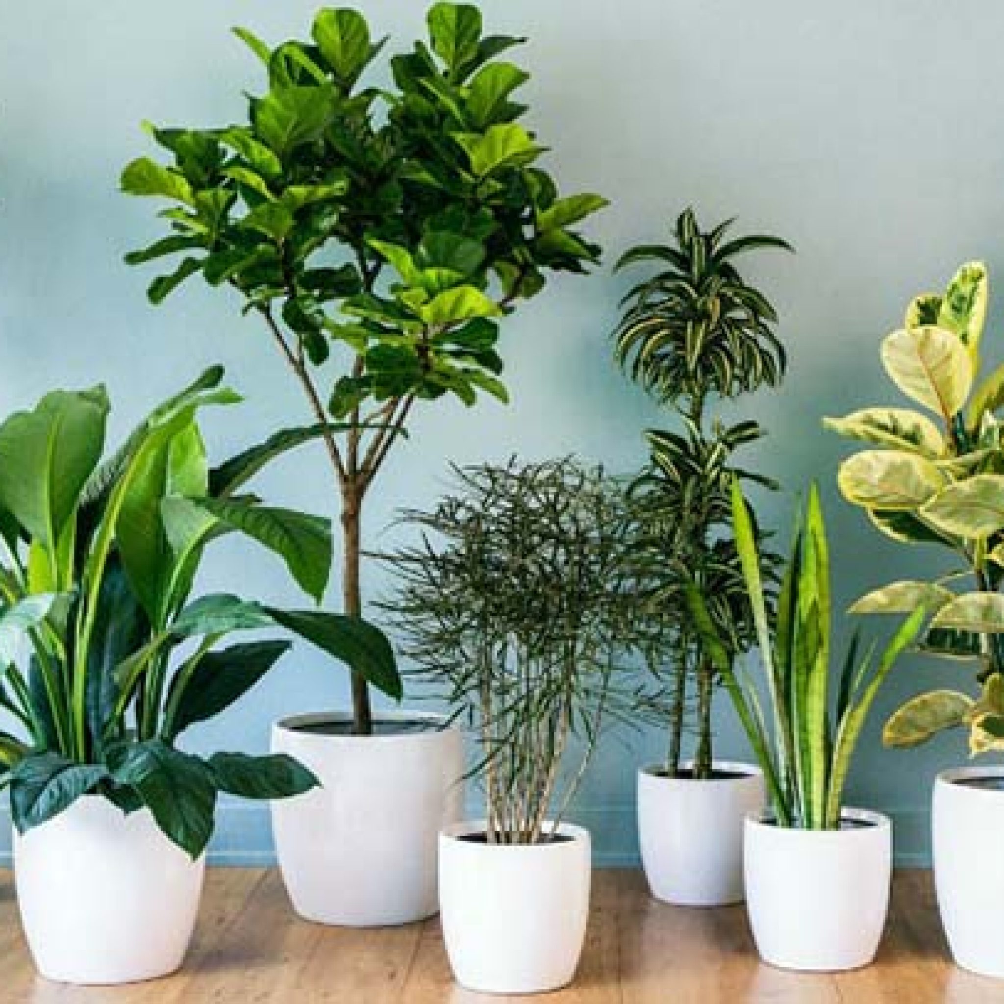 Plantas para purificar el aire dentro de casa