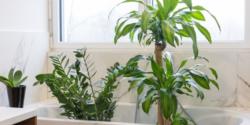 Plantas para tener en el baño y decorarlo