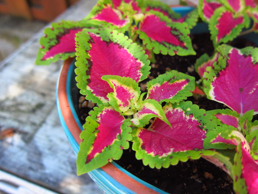 What is Gardening House Plants? Why Does It Occur?